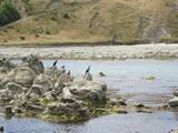 Shag on a rock