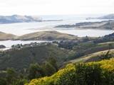 Otago Harbour