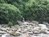 Yellow Eyed Penguins