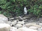 Yellow Eyed Penguins