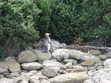 Yellow Eyed Penguins