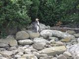 Yellow Eyed Penguins