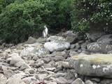 Yellow Eyed Penguins