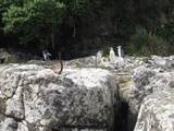 Yellow Eyed Penguins