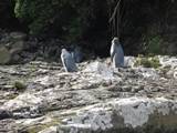 Yellow Eyed Penguins