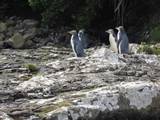 Yellow-eyed penguins