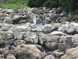 Yellow Eyed Penguins