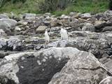 Yellow Eyed Penguins