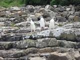 Yellow Eyed Penguins