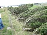 Windswept trees Catlins