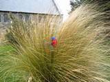 native tussock grass