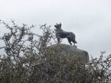 matgouri bush and tekapo dog