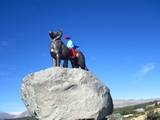 dog at tekapo