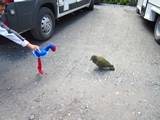 kea - Franz Josef Glacier