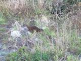 Weka, at oparara