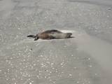 seal at Farewell Spit