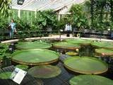 Not the Lilypad Cafe in Kaipaki Rd, but a glass house at Kew Gardens