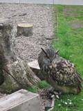 Used for Falconry demonstrations, an owl at Dunrobin Castle