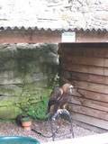 Used for Falconry demonstrations, a falcon at Dunrobin Castle