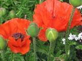 Poppies in the garden