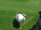 White Peacock at Scone Palace