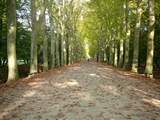 Majestic driveway leading to Chateau de Chenonceau