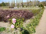 Gardens, Chateau Chennonceau