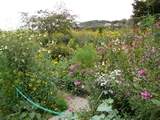 Claude Monet's gardens late autumn