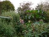 Claude Monet's gardens late autumn