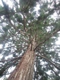 Big tree