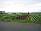 Reichenau Island market gardens