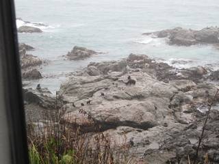 Rock on seal