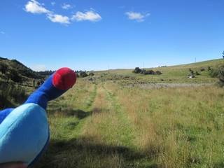 Pesky Pukeko