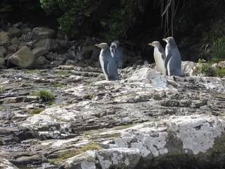 Yellow eyed penguins