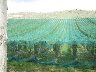 Vineyards at Bendigo