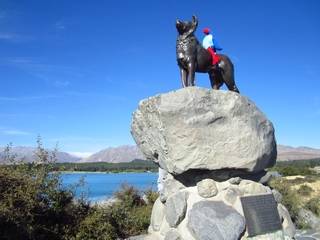 Dog tekapo