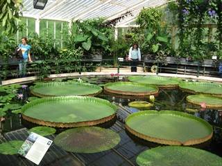 Giant Lily pads in Kew Gardens and RWC tourists