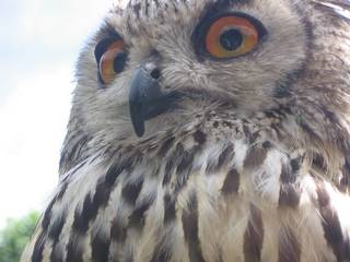 Owl at Dunrobbin Castle