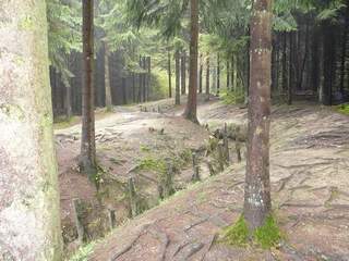 Trenches in woods at Verdun