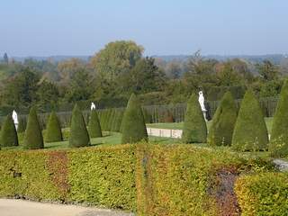 scruffy looking hedge