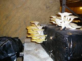 Fungi growing in mushroom caves in Bourré