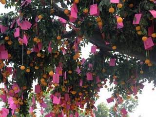 Banyan tree and oranges