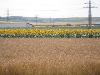 Sun flowers