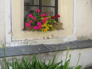 Window Flowers