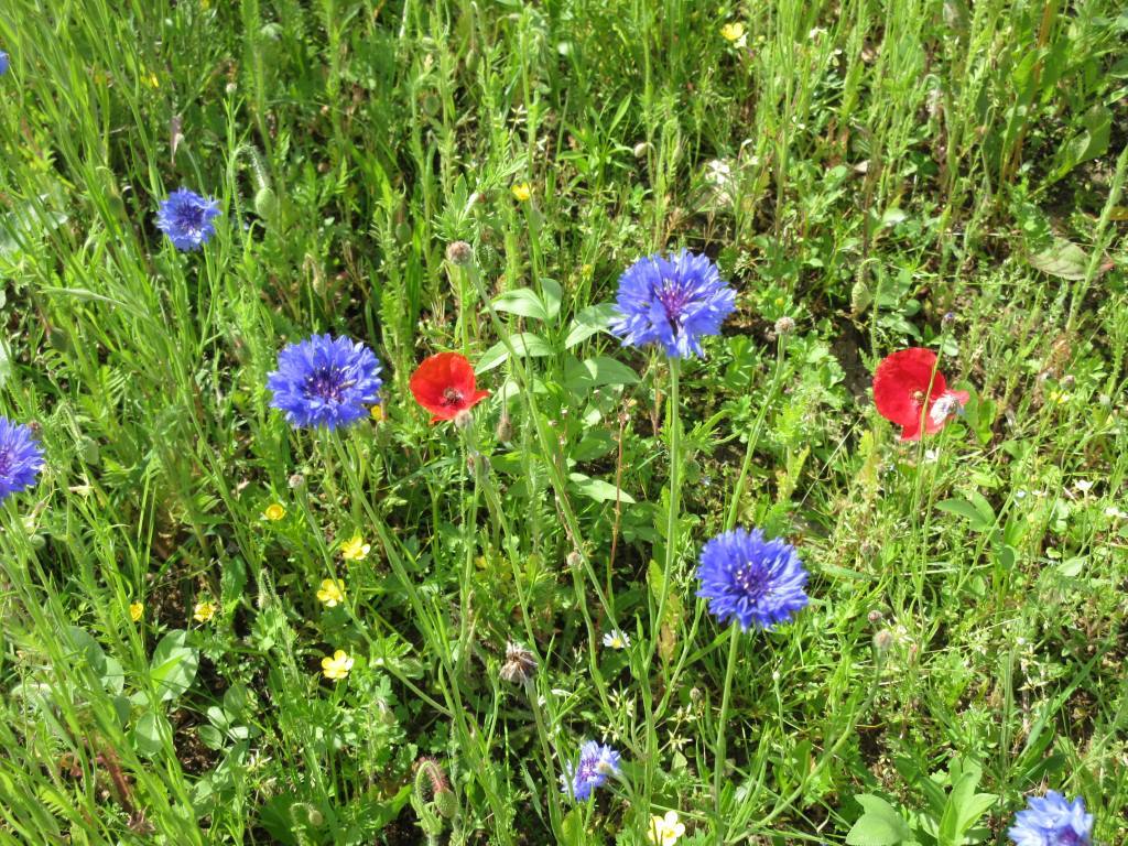 blue flowers