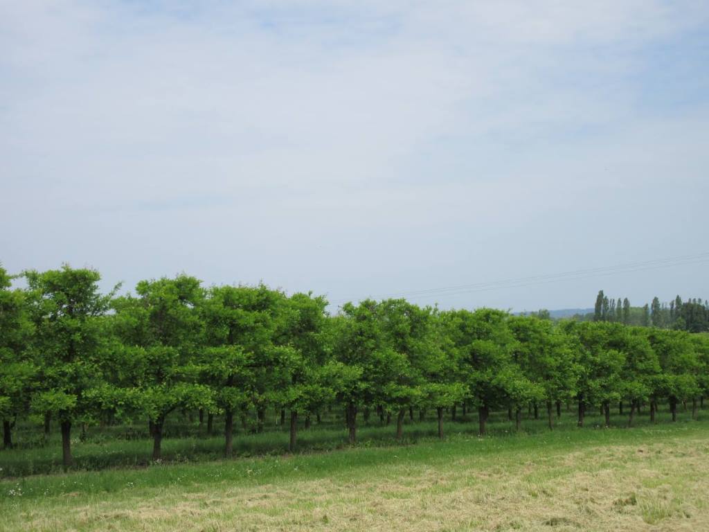 prune trees