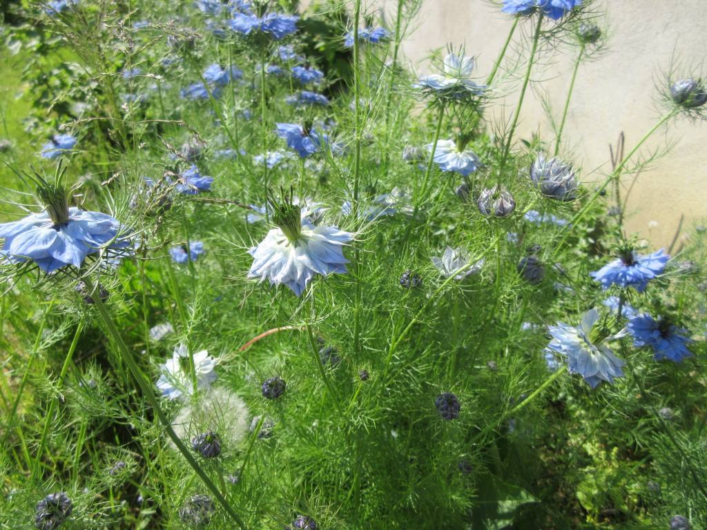 Blue flowers