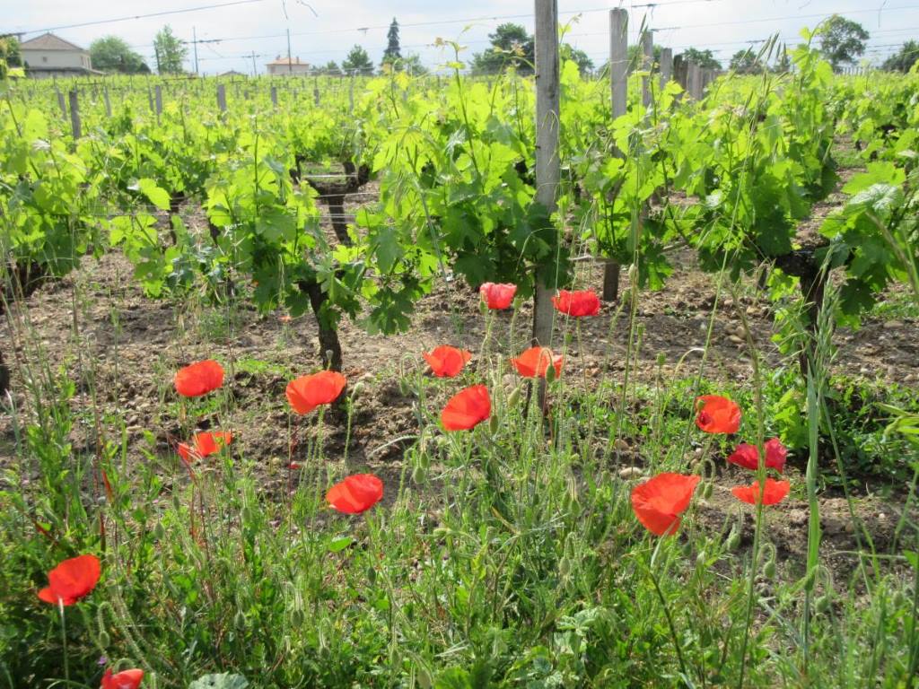 saint-emilion