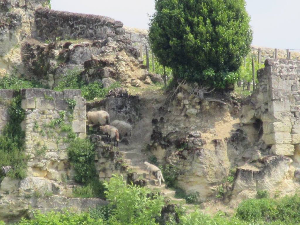 saint-emilion