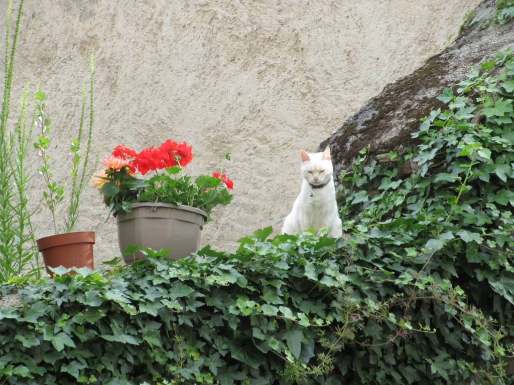 cahors cat